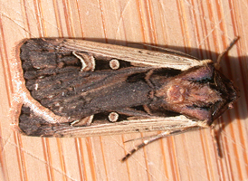 Western Bean Dart